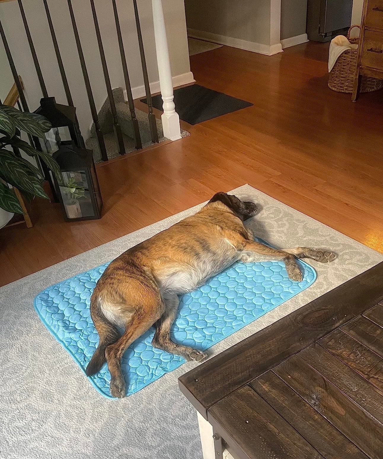 CoolPetz™ Dog Cooling Mat