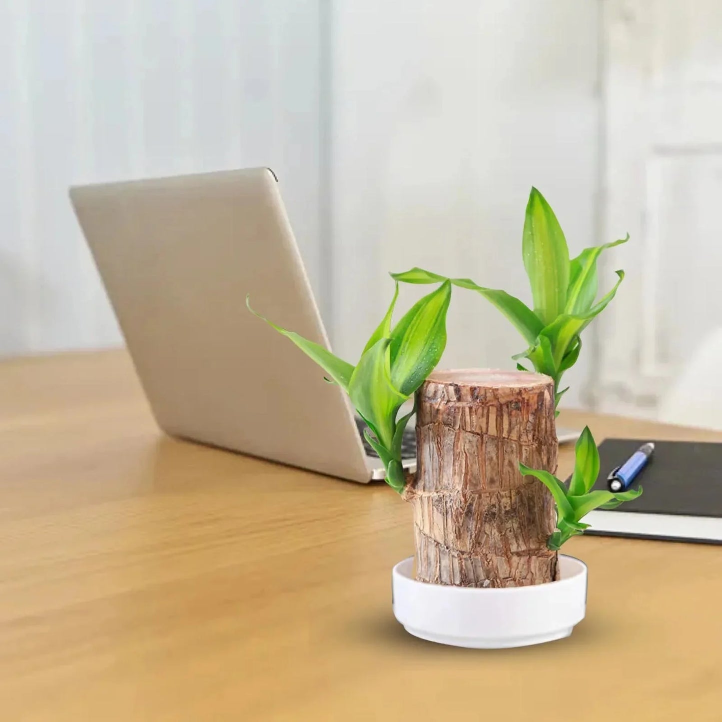LuckyWood™ Wooden plant in a pot