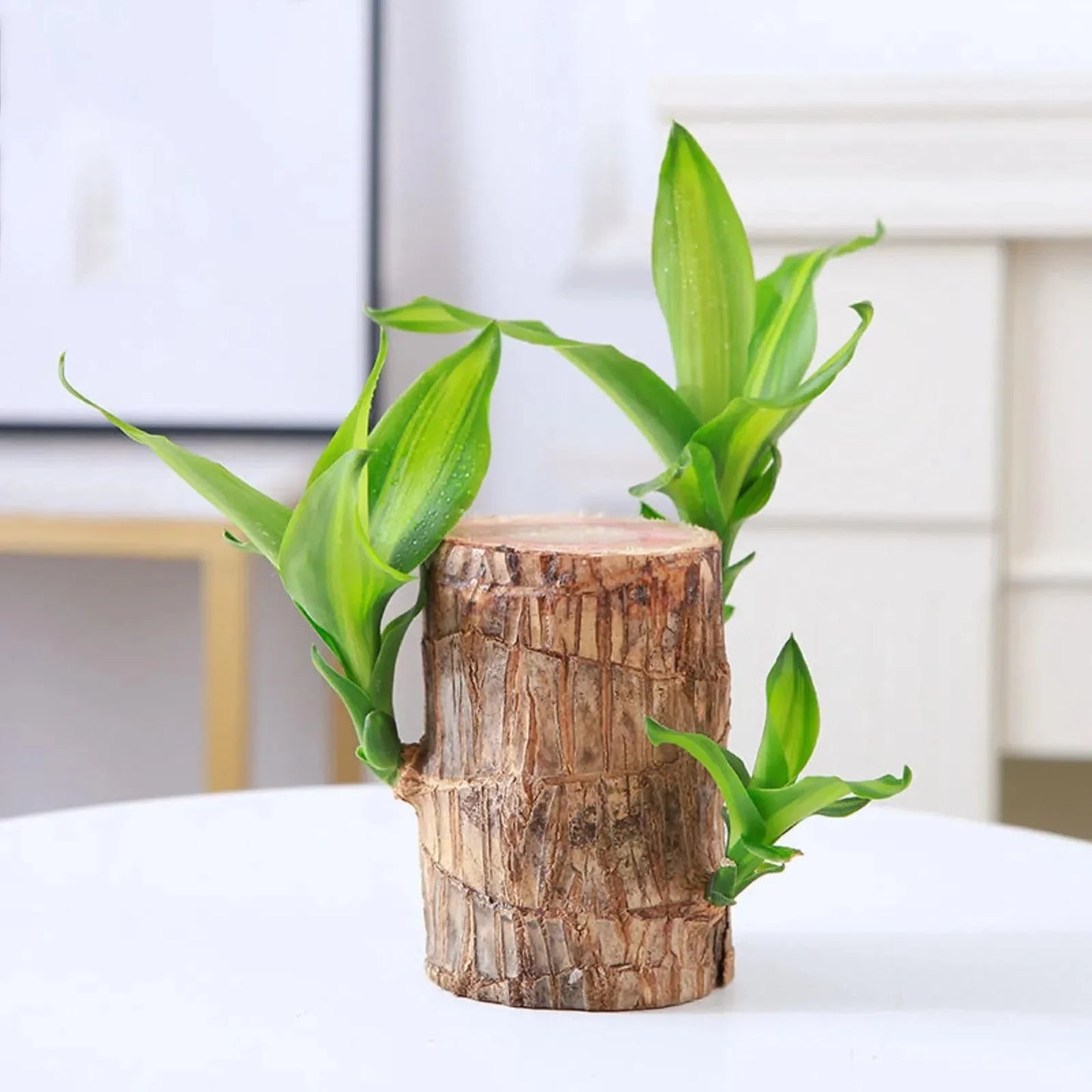 LuckyWood™ Wooden plant in a pot
