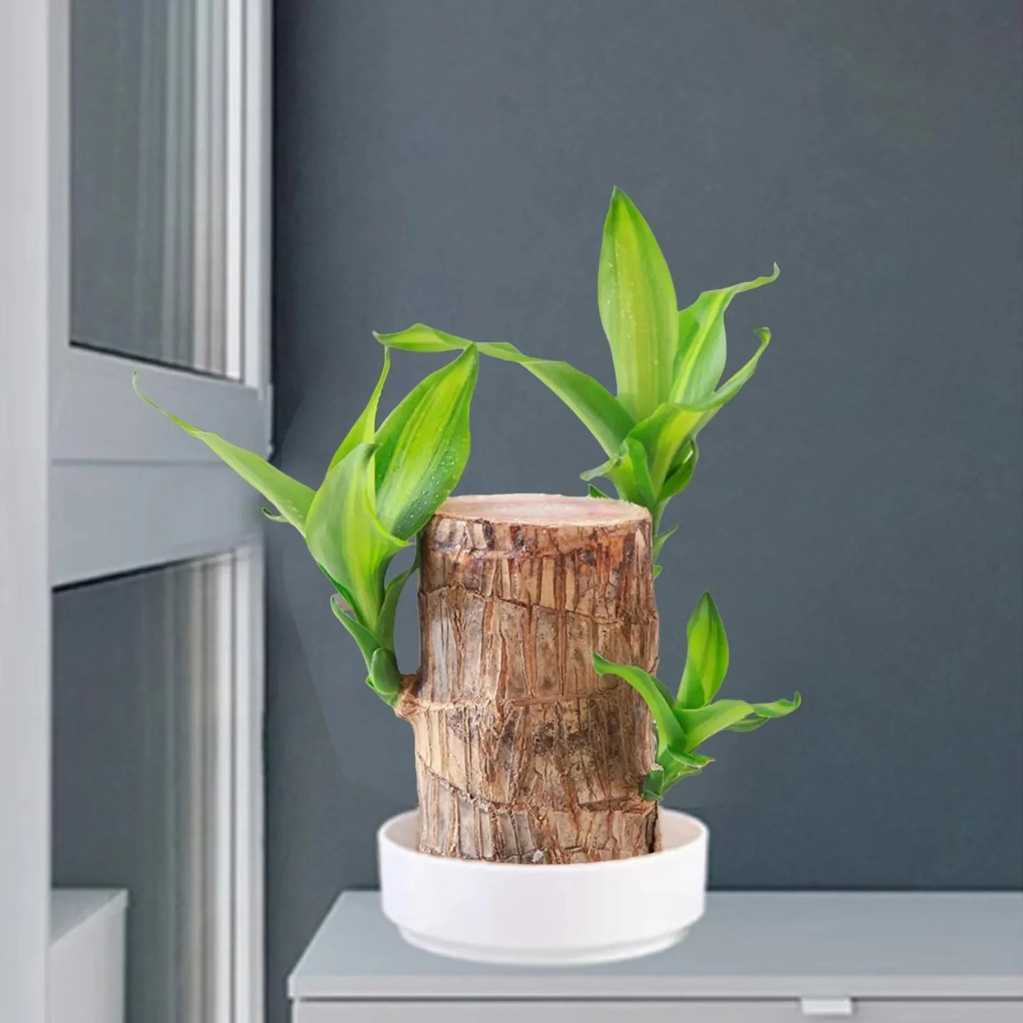 LuckyWood™ Wooden plant in a pot