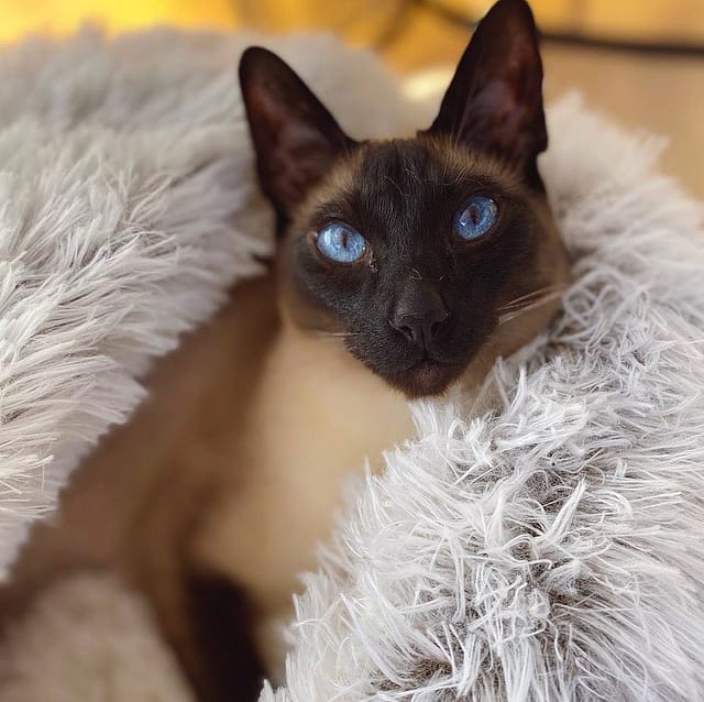 SnuggleNook™ Pet Bed