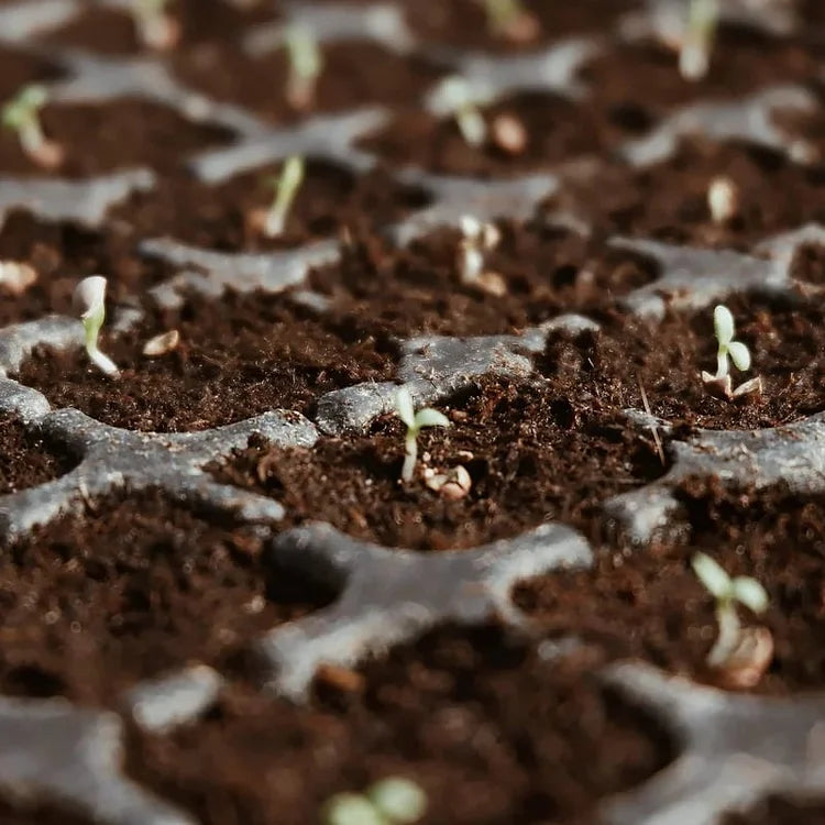 EcoBloom™ Premium Organic Coconut Bricks for Plants