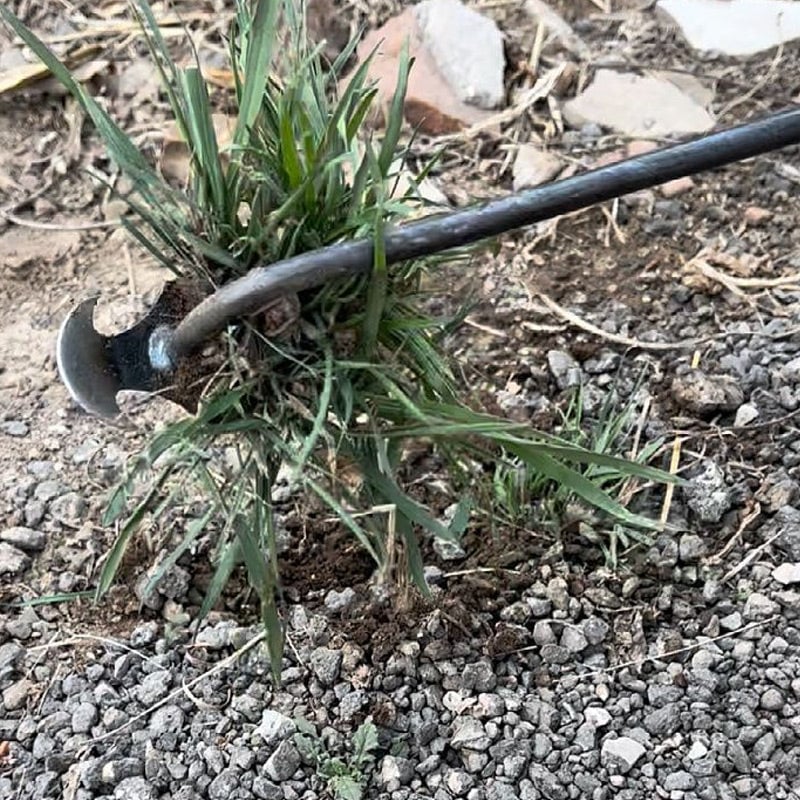 PurePluck™ Weed moth